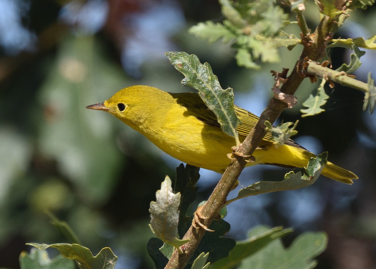 Yellow Warbler - Jerry Ting