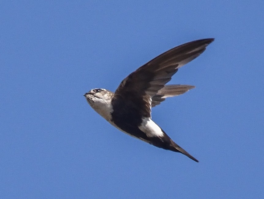 White-throated Swift - Jerry Ting