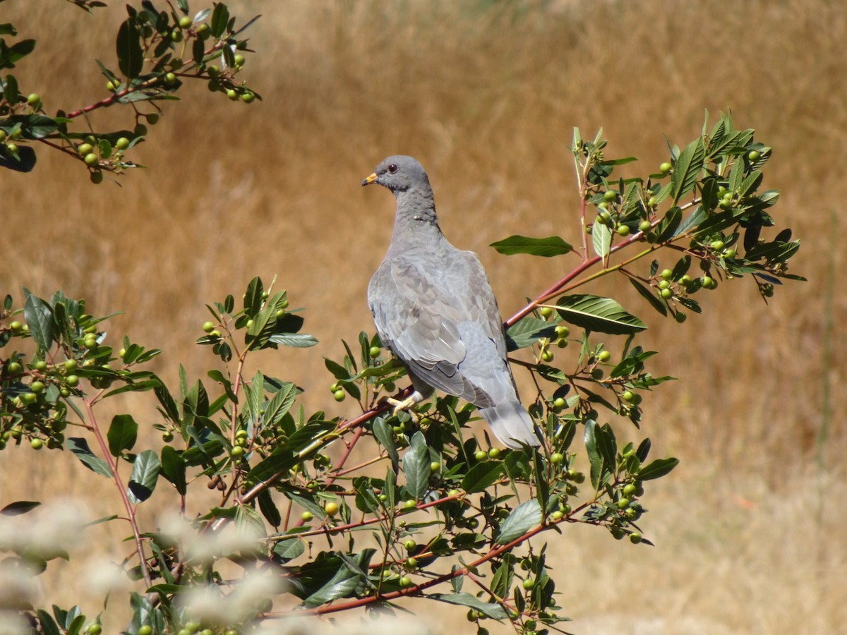 Band-tailed Pigeon - Julia Ray