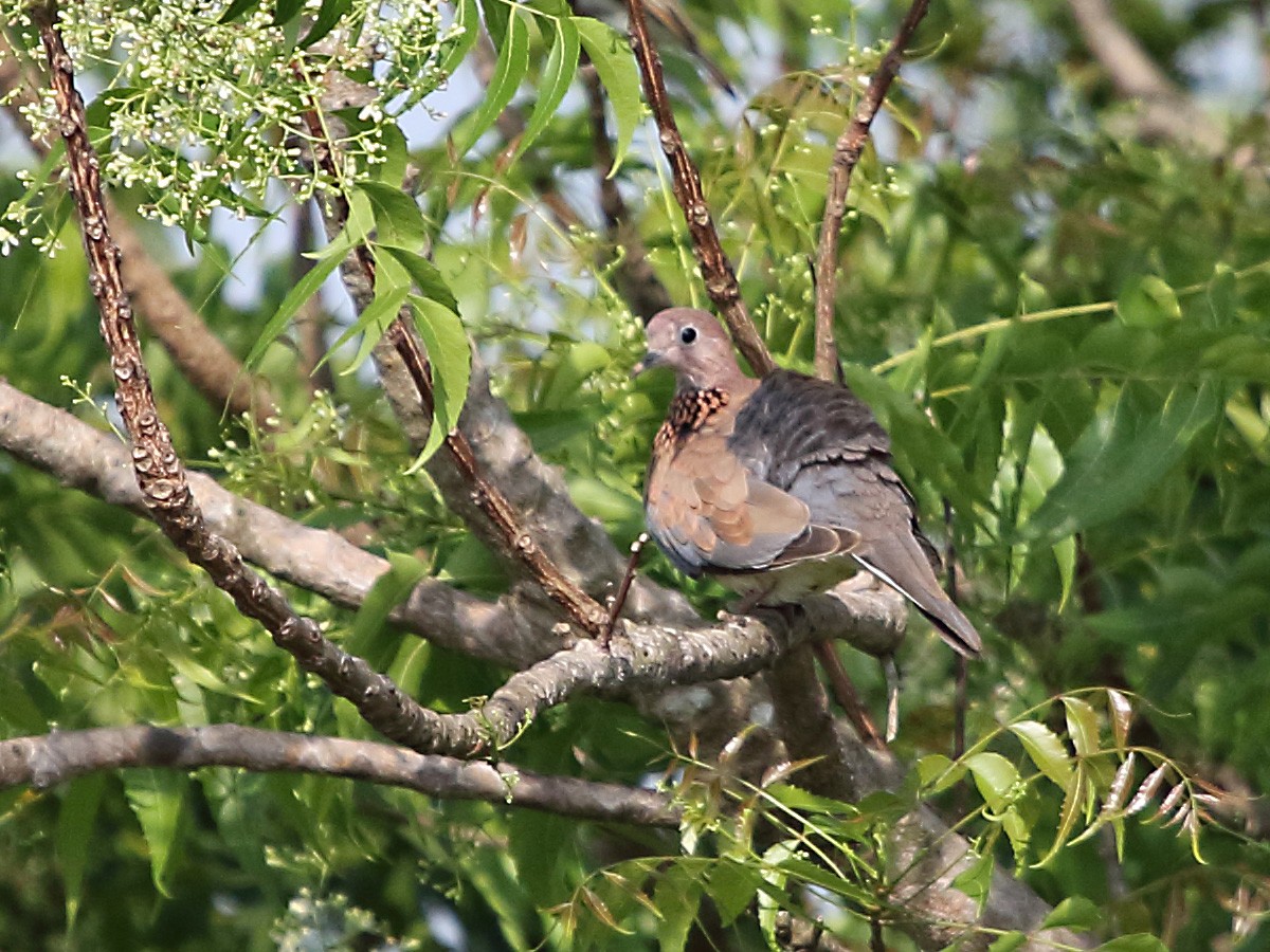 Laughing Dove - ML254299641
