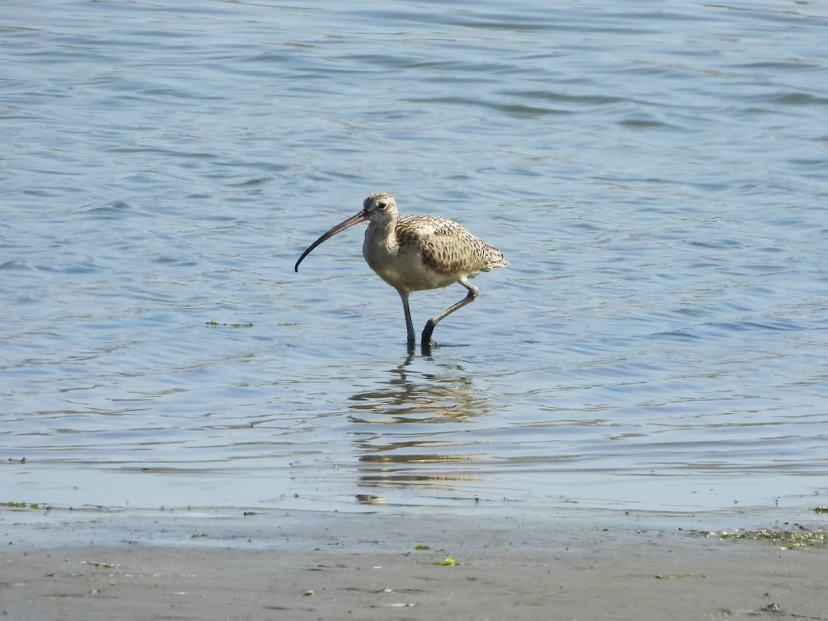 Long-billed Curlew - ML254301411
