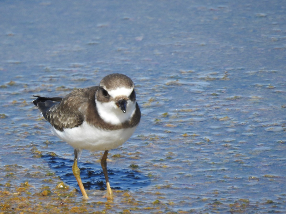 Semipalmated Plover - Mark Stacy