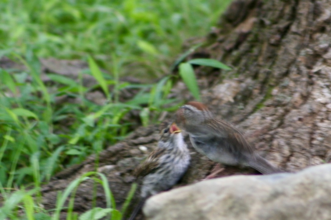 Chipping Sparrow - ML254304581
