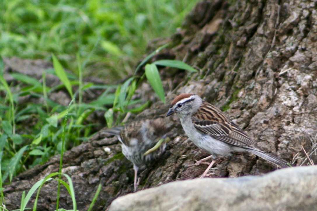 Chipping Sparrow - ML254304611