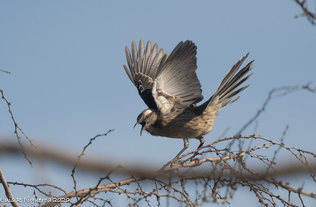 Bird displaying. - Chilean Mockingbird - 