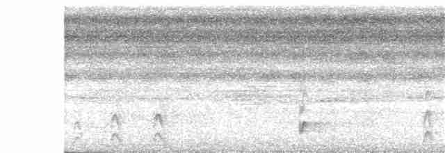 Bändernachtschwalbe - ML254305931