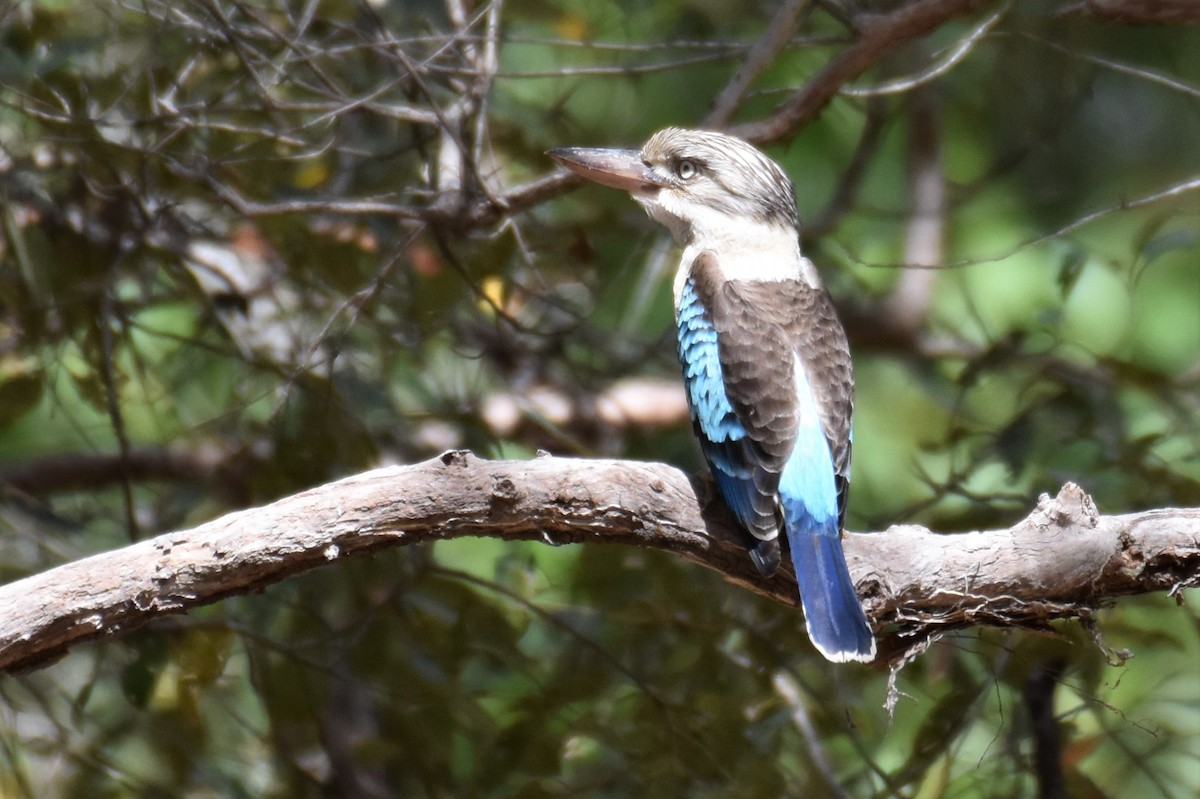 Blue-winged Kookaburra - Mark and Angela McCaffrey