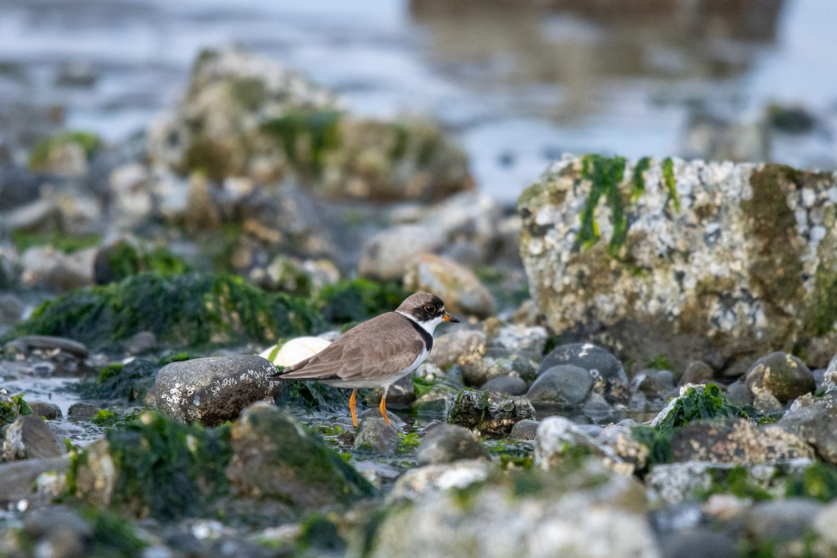 Semipalmated Plover - ML254320201