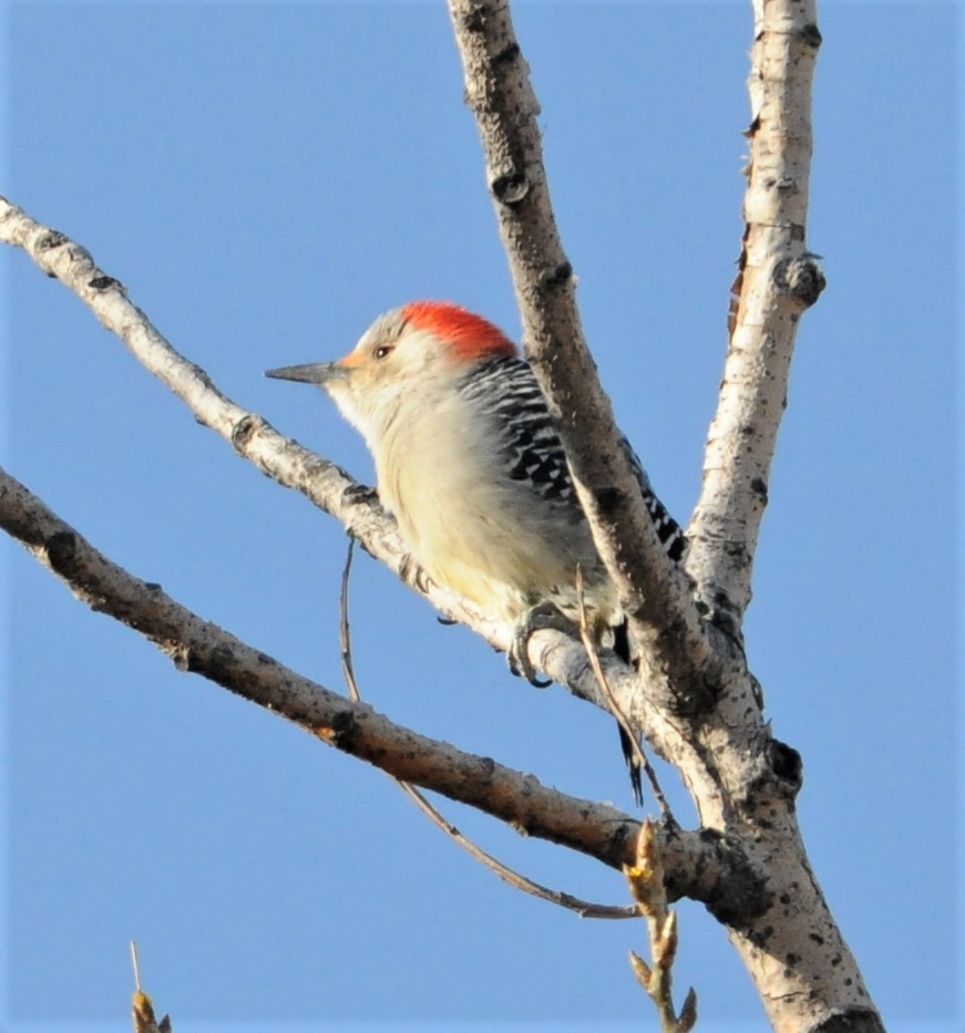 Red-bellied Woodpecker - ML254322821
