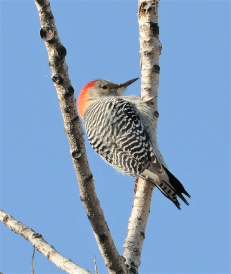 Red-bellied Woodpecker - ML254322841
