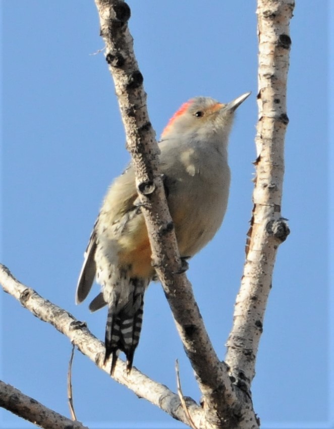 Red-bellied Woodpecker - Sue Riffe