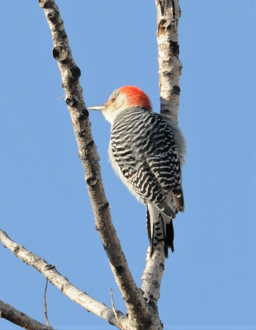Red-bellied Woodpecker - ML254322861