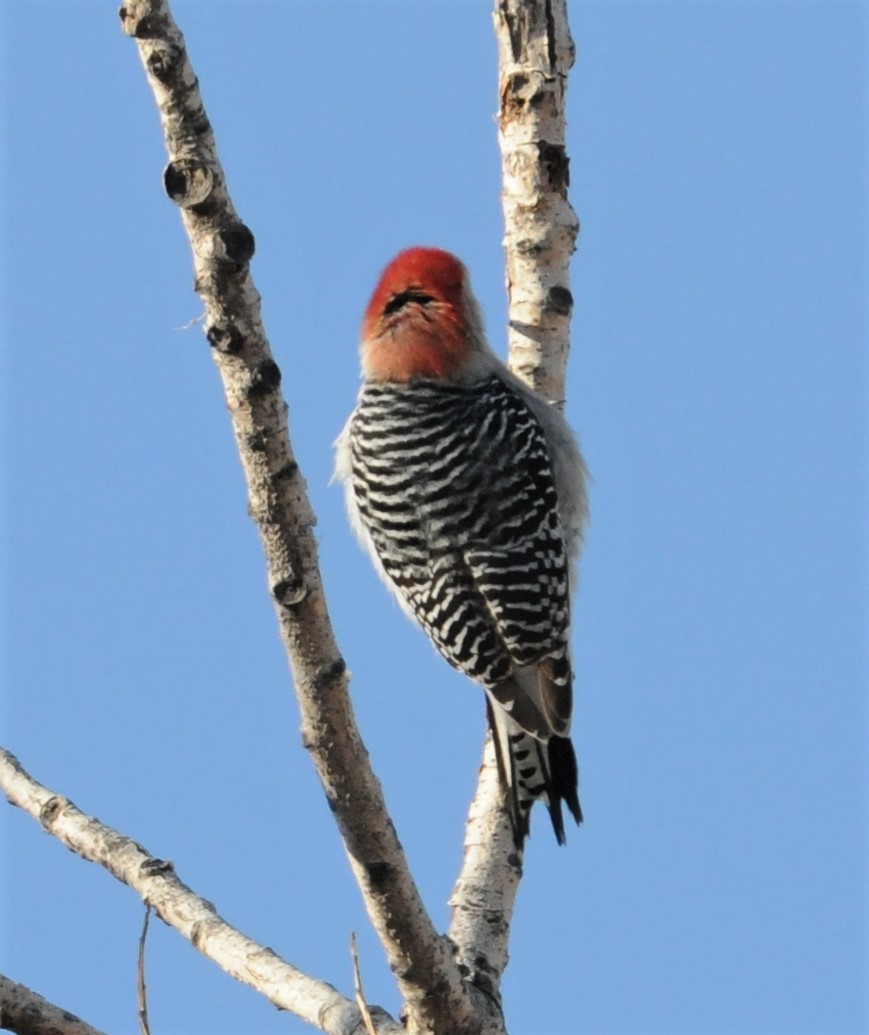 Red-bellied Woodpecker - ML254322871