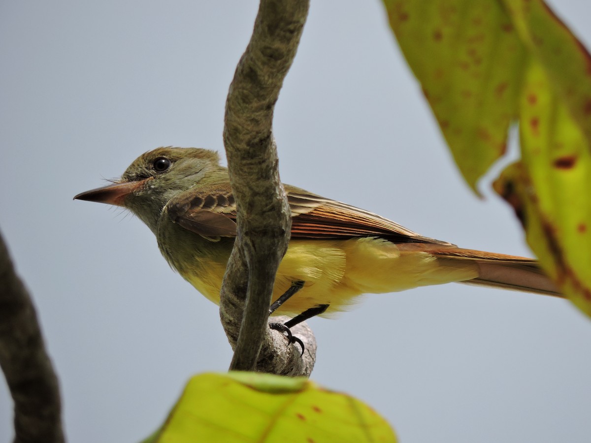 Great Crested Flycatcher - ML254324321