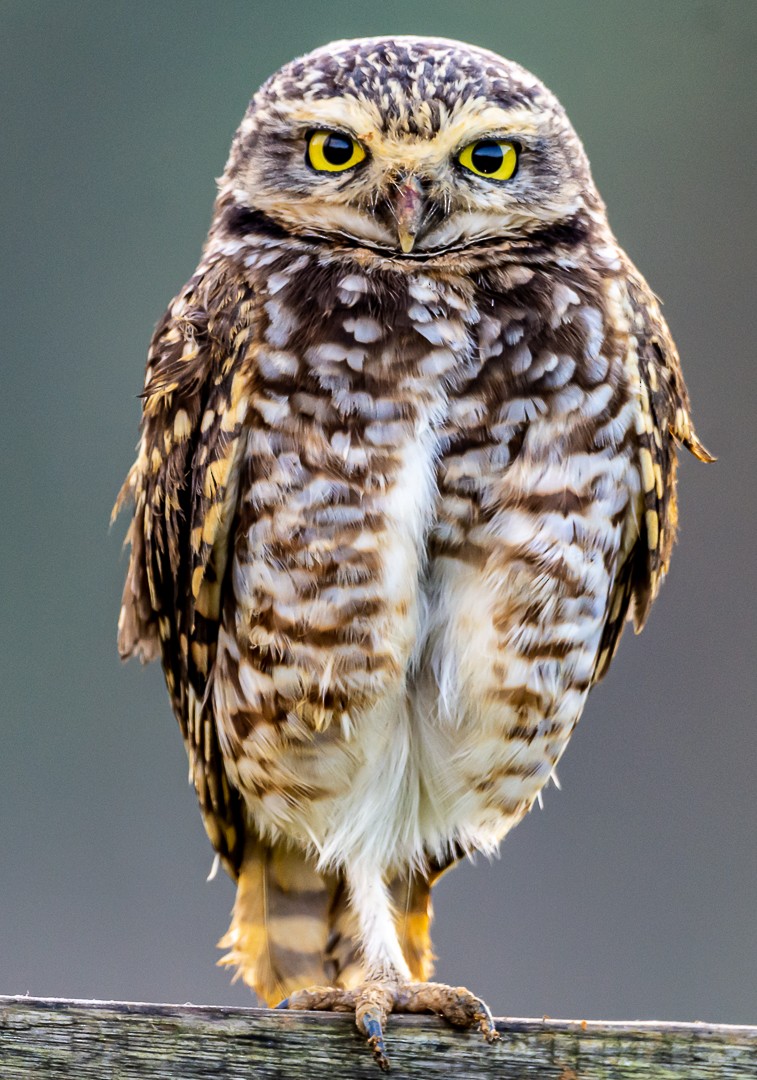 Burrowing Owl - Ernesto Berkenbrock