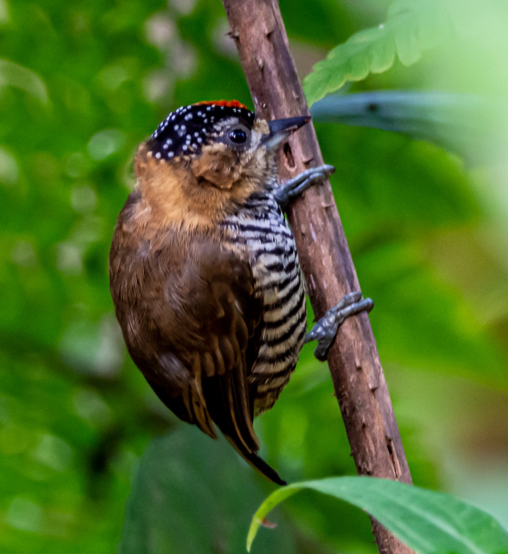 new world piculet sp. - ML254326261