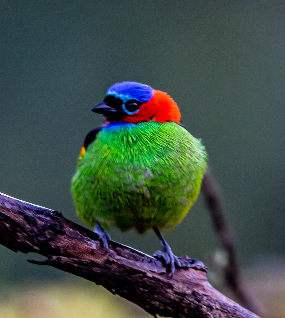 Red-necked Tanager - ML254329541