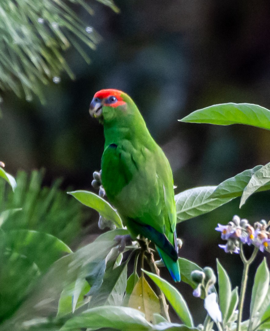 Pileated Parrot - ML254333341