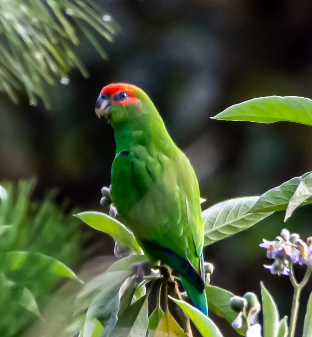 Pileated Parrot - ML254333361