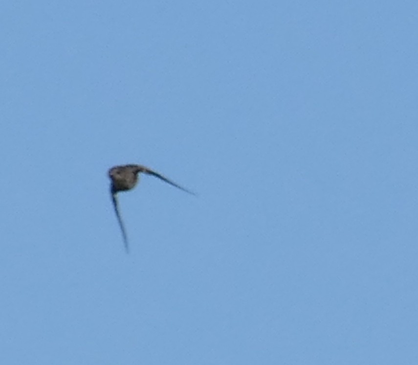 Northern Rough-winged Swallow - ML254338241