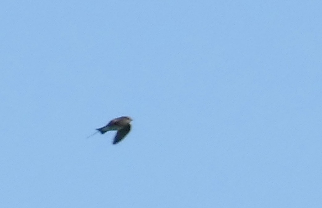 Northern Rough-winged Swallow - ML254338331