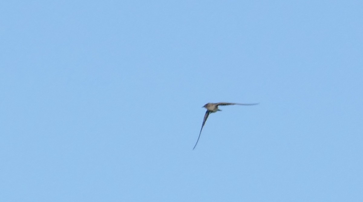 Northern Rough-winged Swallow - ML254338351