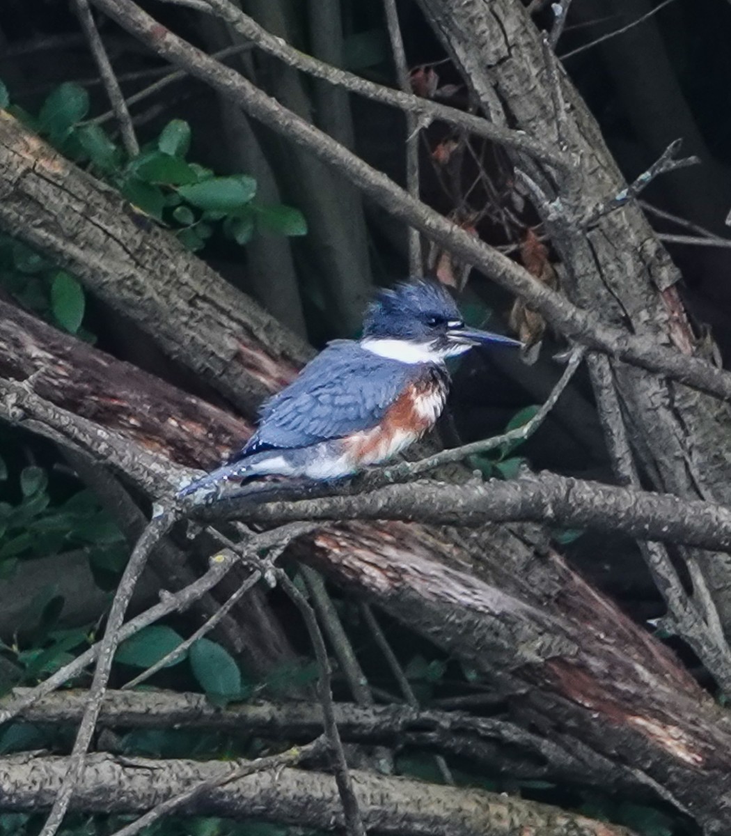 Belted Kingfisher - ML254338361