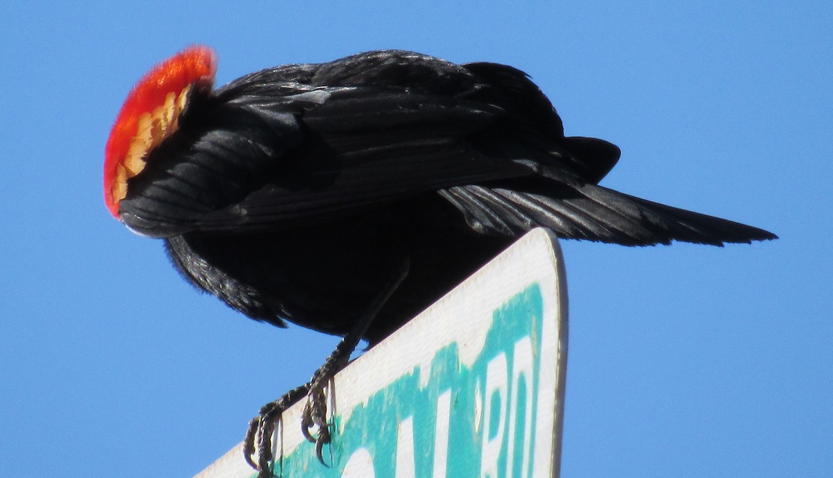 Red-winged Blackbird - ML254342841