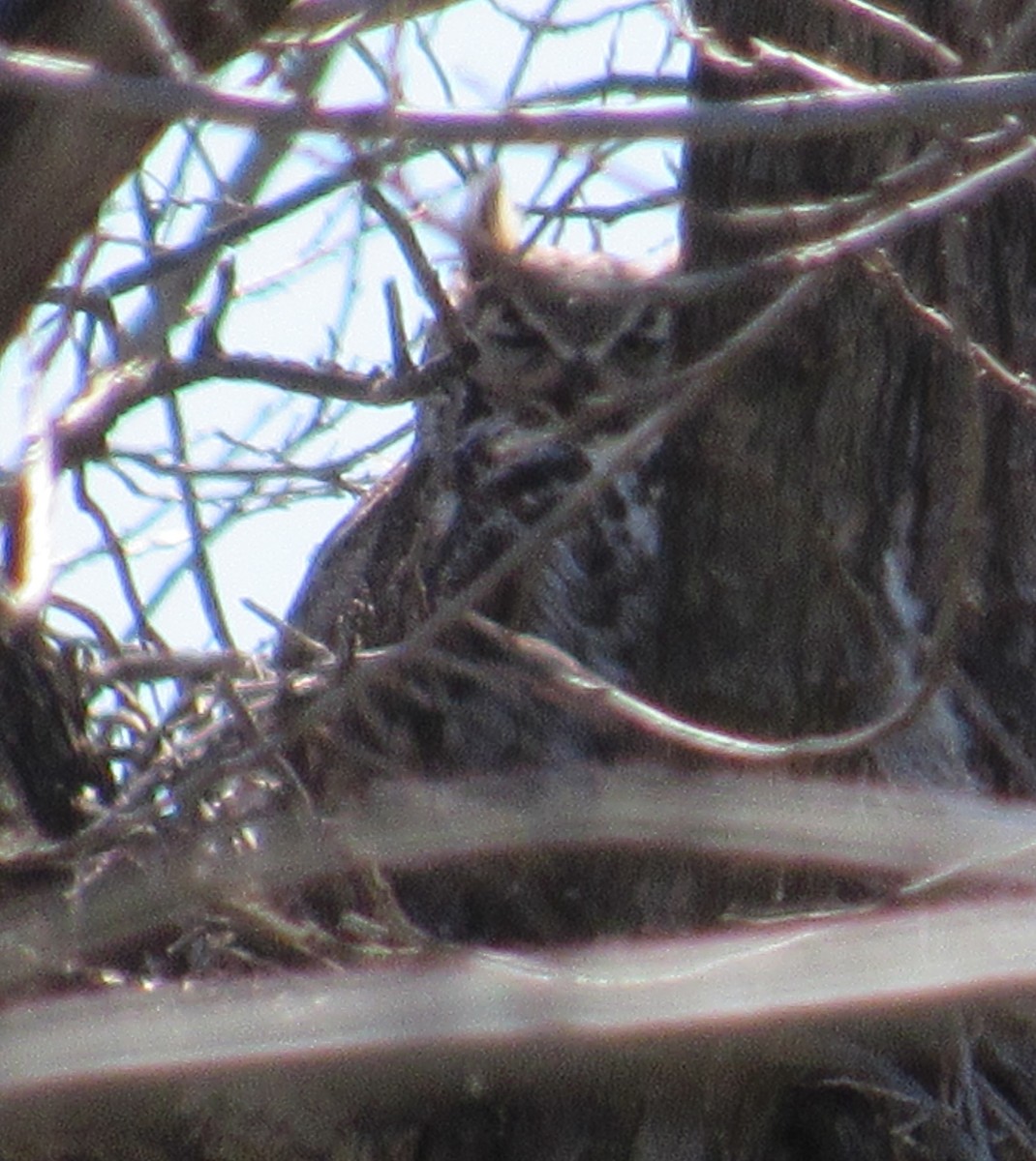 Great Horned Owl - ML254343011