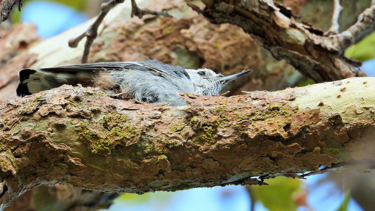 White-breasted Nuthatch - ML254350101