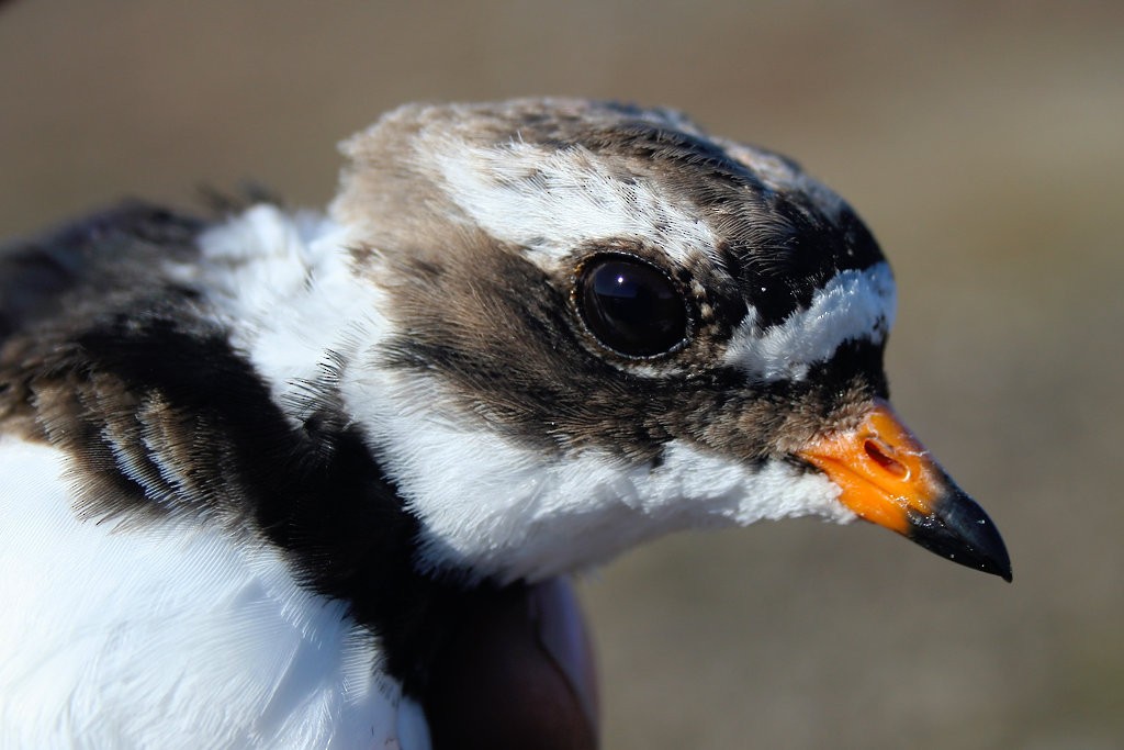 Common Ringed Plover - ML254353001