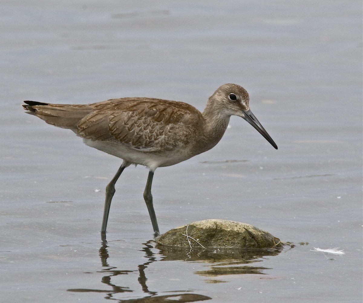 Willet - Pair of Wing-Nuts