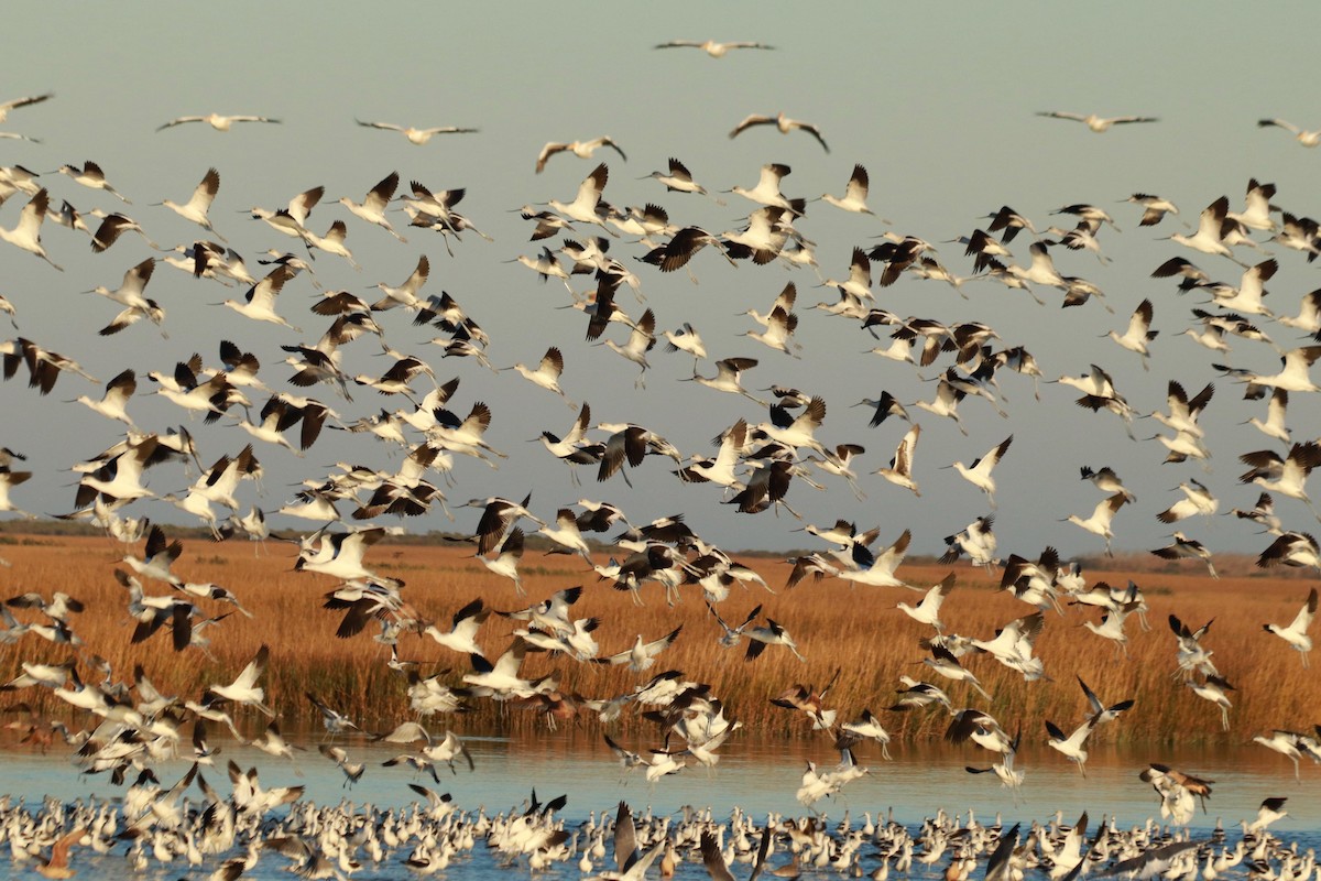 eBird Checklist - 14 Dec 2019 - Bolivar Flats Shorebird Sanctuary--17th ...