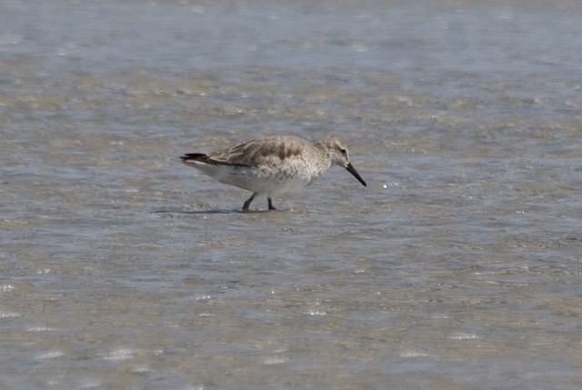 Red Knot - ML25436521