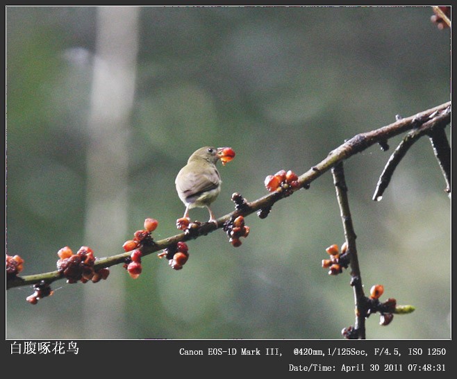 White-bellied Flowerpecker - Qiang Zeng