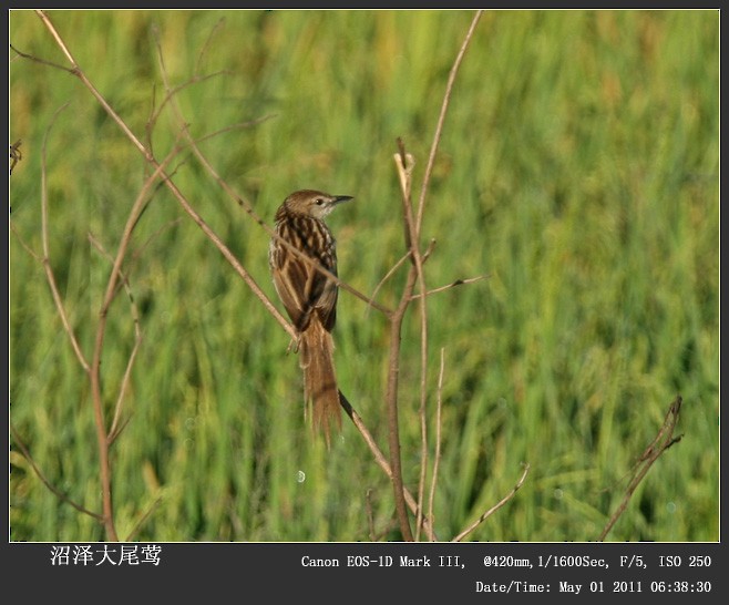 Striated Grassbird - Qiang Zeng