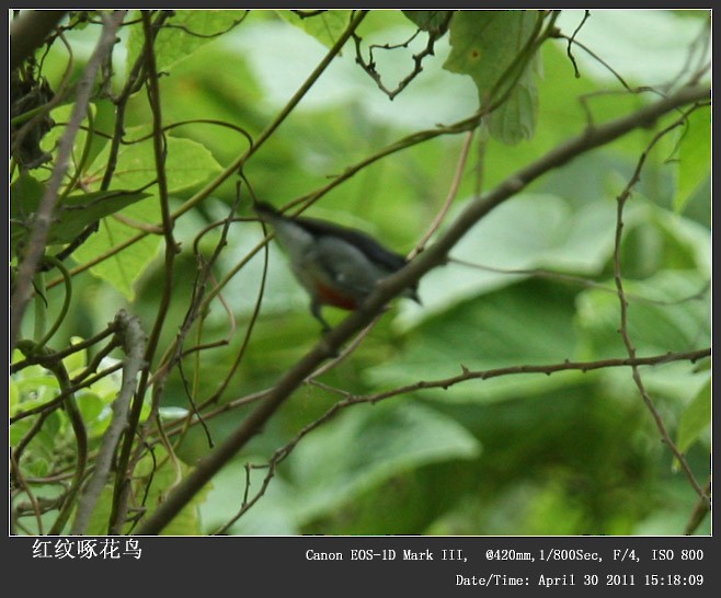 Red-keeled Flowerpecker - Qiang Zeng