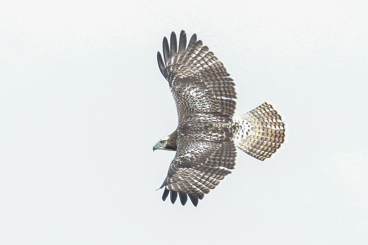 Red-tailed Hawk (Krider's) - ML254375751