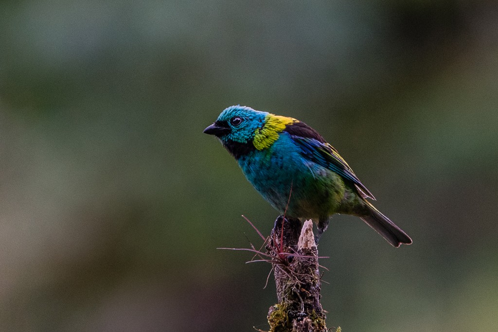 Green-headed Tanager - ML25437611
