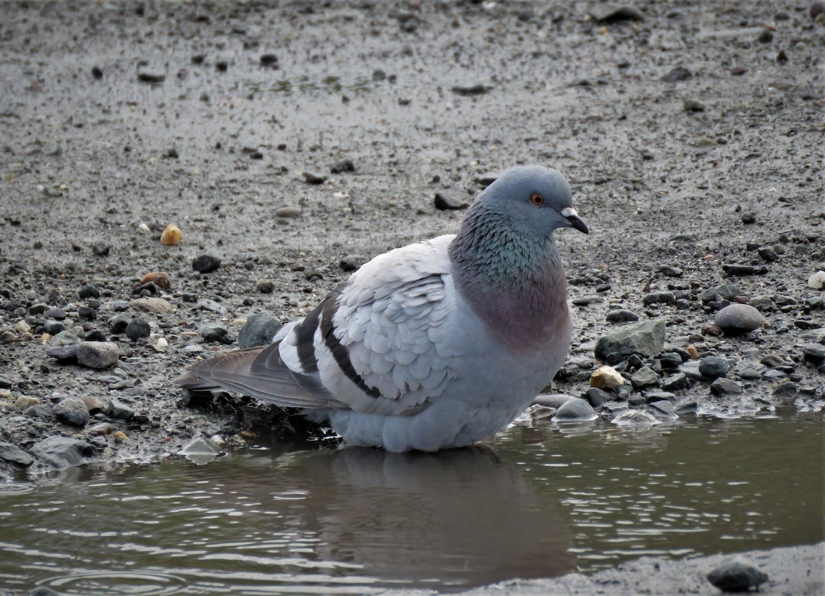 Rock Pigeon (Feral Pigeon) - ML254376641