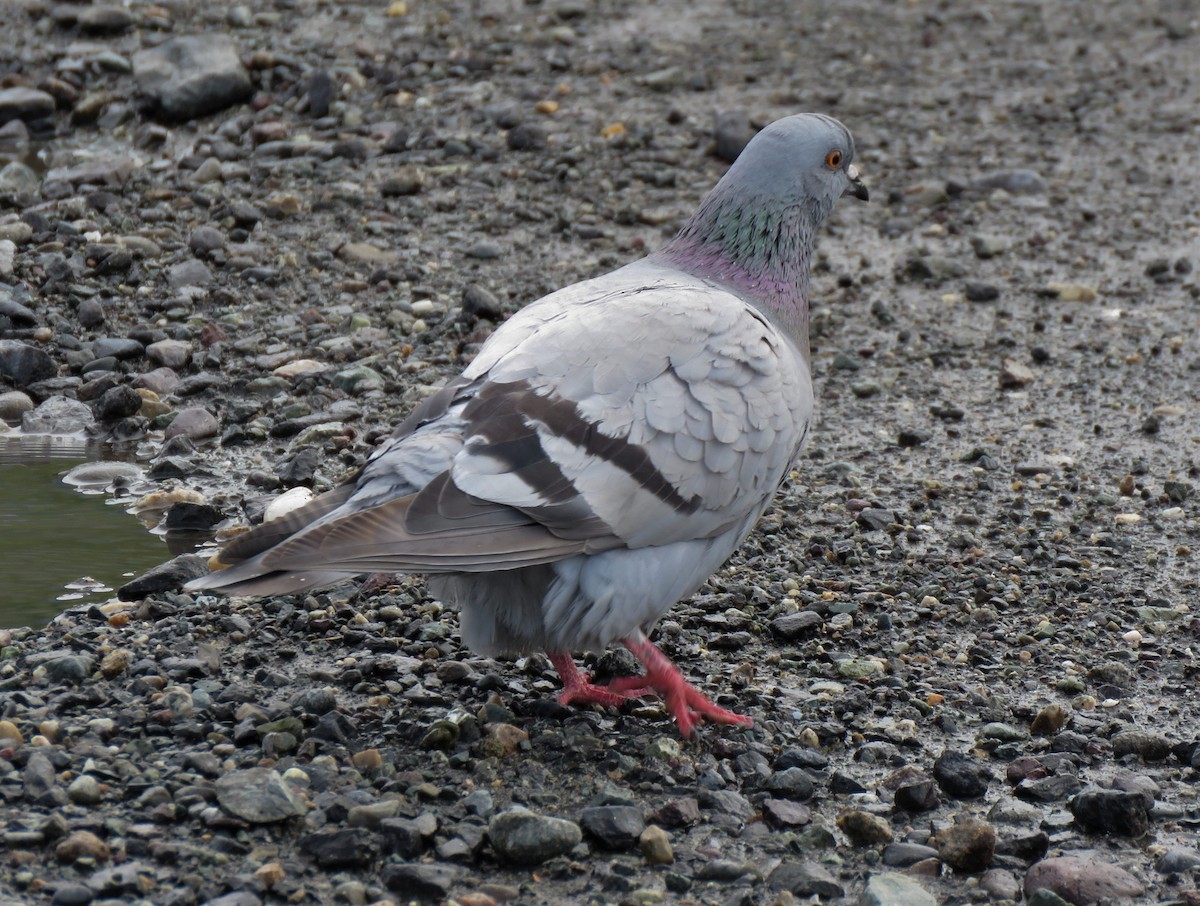Rock Pigeon (Feral Pigeon) - ML254376661