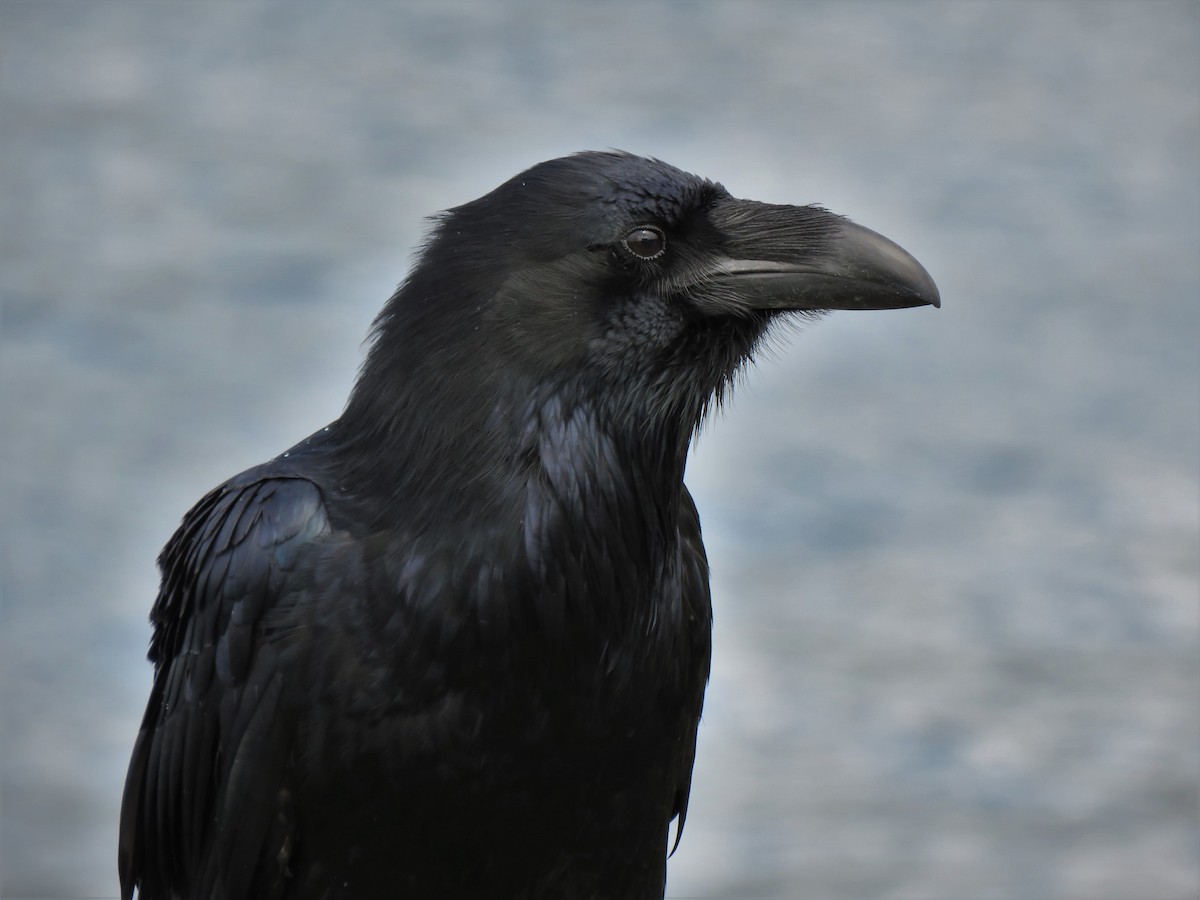 Common Raven - Teresa Weismiller