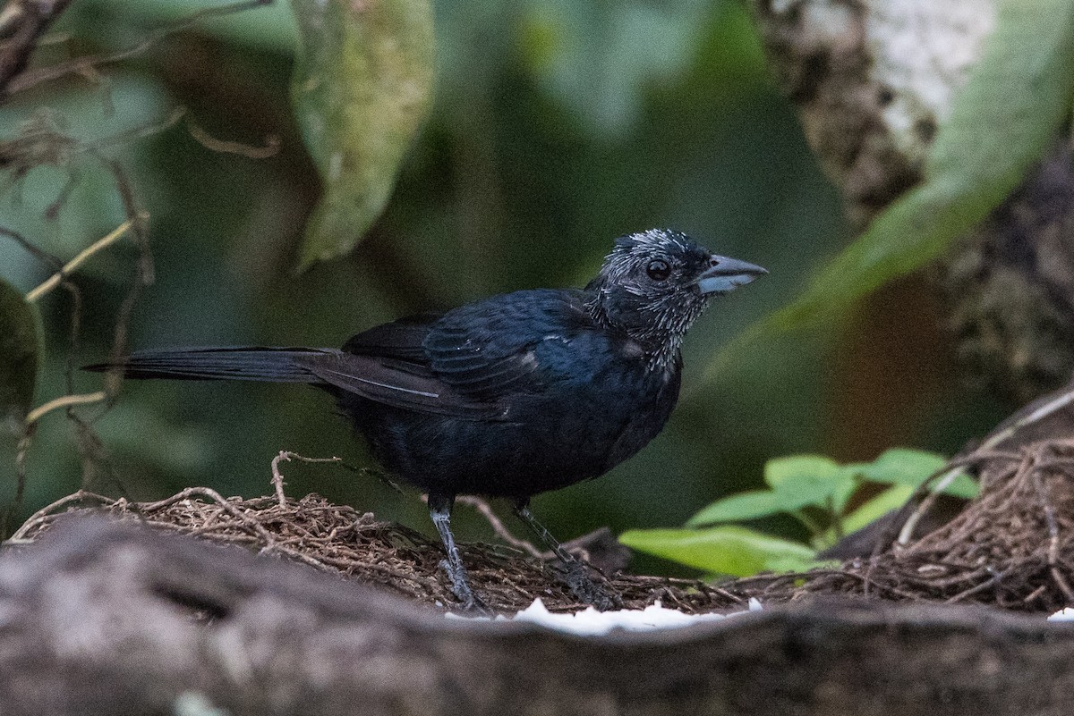 Ruby-crowned Tanager - ML25437761