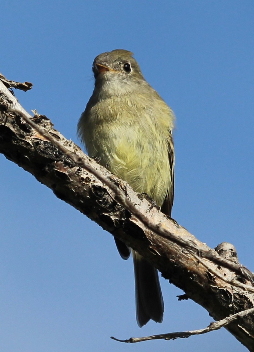 Yellow-bellied Flycatcher - John Maniscalco
