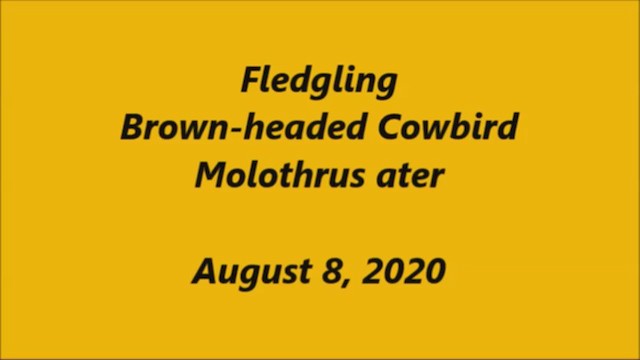 Brown-headed Cowbird - ML254377661