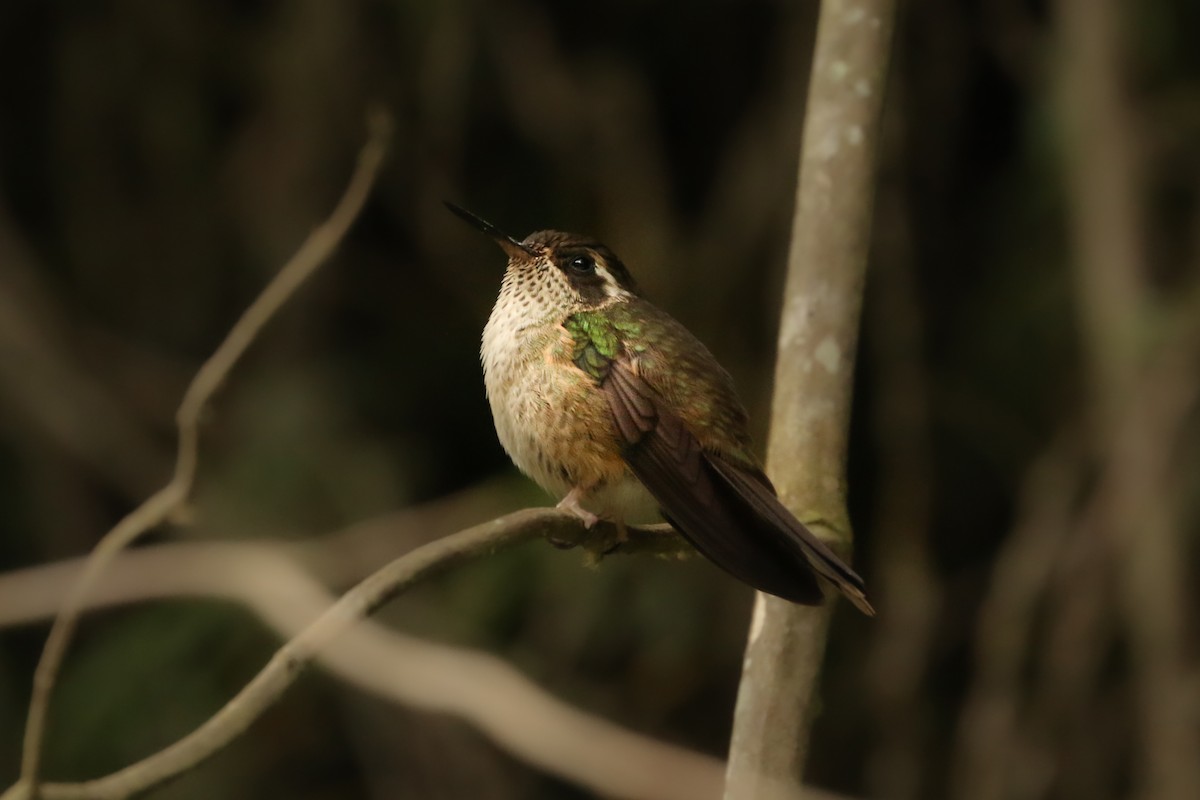 Speckled Hummingbird - Frank Thierfelder