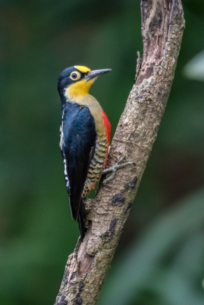 Yellow-fronted Woodpecker - ML25438381
