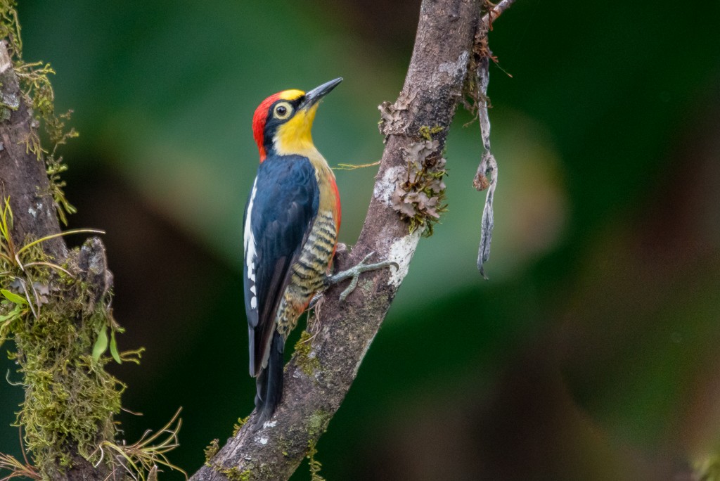 Yellow-fronted Woodpecker - Roberto Dall Agnol