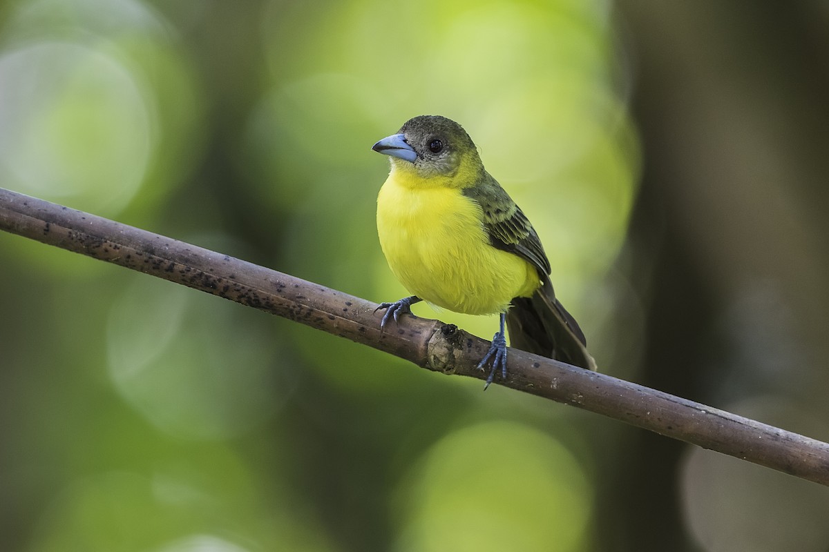 Flame-rumped Tanager (Lemon-rumped) - ML254389401