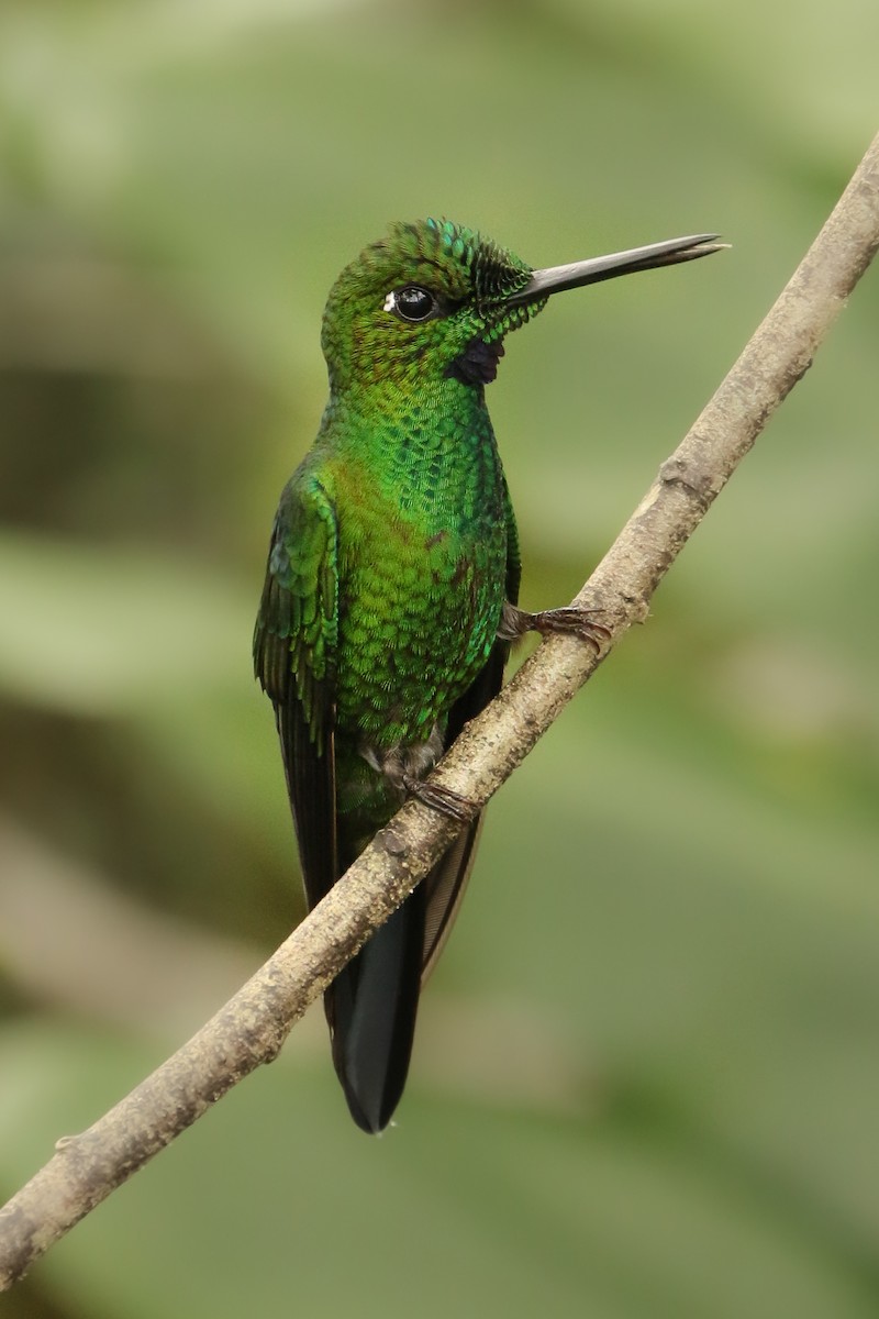 Green-crowned Brilliant - ML254392201